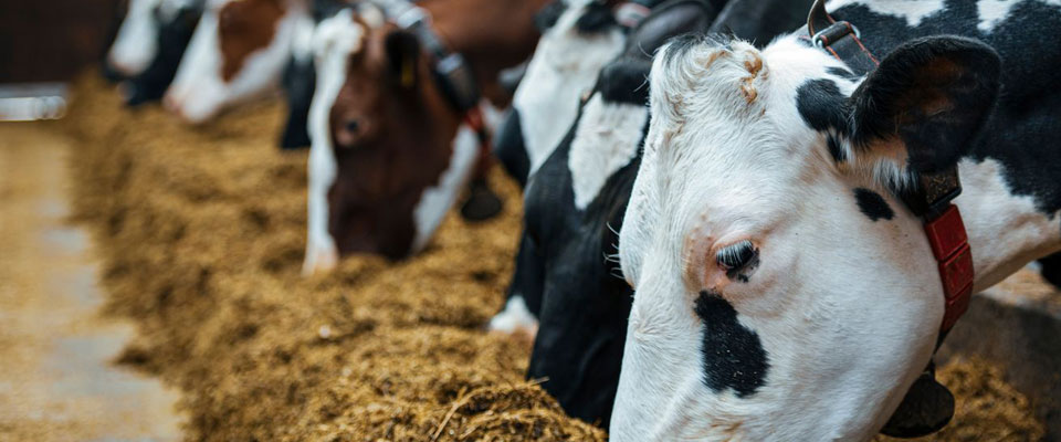 <img src="/fileadmin/user_upload/icon/BOVINI@160.png" /><br/>Lattiero-Caseari